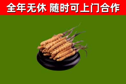 随州烟酒回收冬虫夏草.jpg