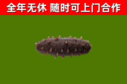 随州烟酒回收干海参.jpg